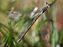Spread-winged Damselfly